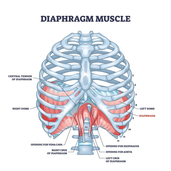 Diaphragm