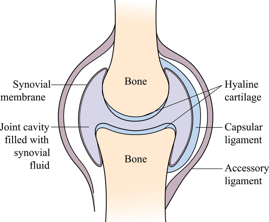 How Does Aging Affect Joints? 'Bone-on-Bone' and How Joints Age